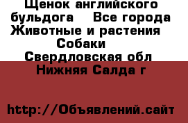 Щенок английского бульдога  - Все города Животные и растения » Собаки   . Свердловская обл.,Нижняя Салда г.